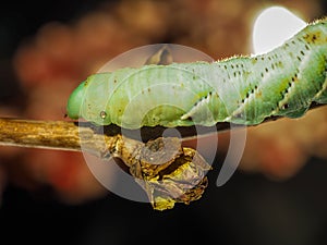 A green caterpillar creeps along a fresh sprout of a tree