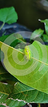 Green caterpillar