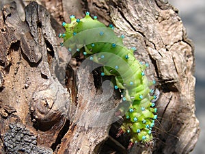The green caterpillar creeps on a tree