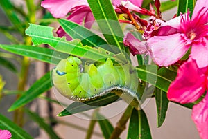 Green Caterpillar [Daphnis nerii] on Sweet Oleander [Nerium oleander]