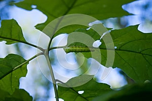 Green caterpillar on a delicate green leaf of a young oak tree o