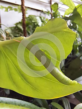 green caterpillar eat leaf