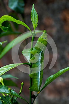 Green caterpillar eating leaf.