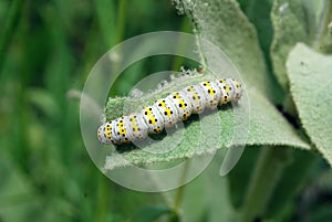 Green caterpillar eating the leaf