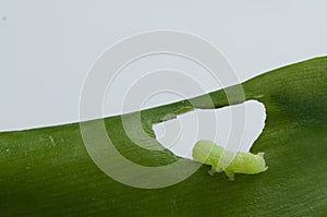Green caterpillar