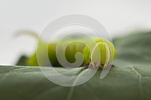 Green caterpillar eats a leaf