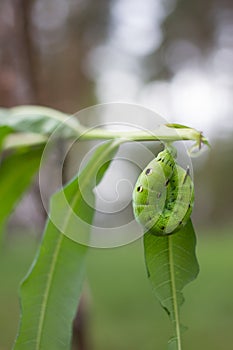 Green caterpillar elephant hawk-moth. Deilephila