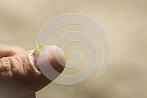 Green caterpillar on the finger. A small caterpillar crawls along the arm. Human and nature.