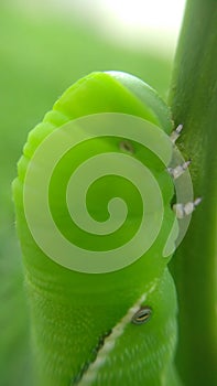 Green Caterpillar Outside Little Plant photo