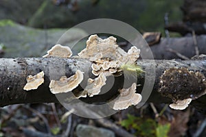 Green caterpillar on fungus covered limb