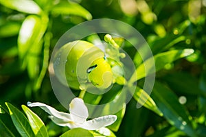 Green caterpillar green leaf