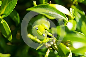 Green caterpillar green leaf