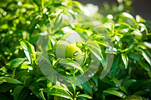 Green caterpillar green leaf