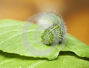 Green caterpillar on green leaf,pest eating leaf
