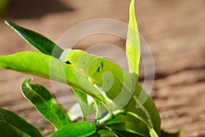 Green Caterpillar on green leaf