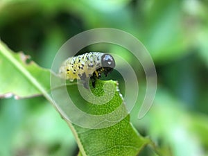 Green caterpillar on green leaves / green worm hanging from the leaf.