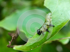 Green caterpillar on green leaves / green worm hanging from the leaf.