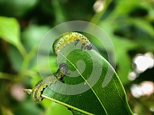 Green caterpillar on green leaves / green worm hanging from the leaf.