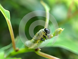 Green caterpillar on green leaves / green worm hanging from the leaf.