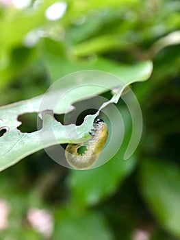 Green caterpillar on green leaves / green worm hanging from the leaf.