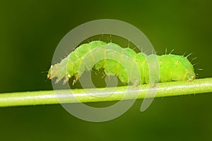 Green Caterpillar on green stem