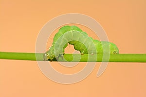 Green Caterpillar on green stem