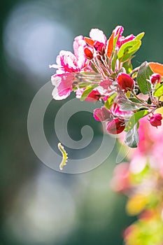 Green caterpillar hanging on spiderweb on pink apple blossom