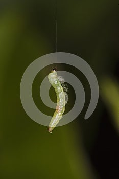 Green Caterpillar hanging by a thread