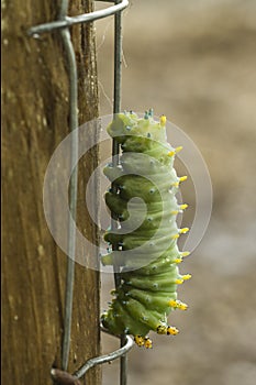 Green Caterpillar, Hyalophora cecropia