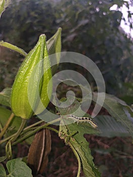 A green caterpillar in a leaf