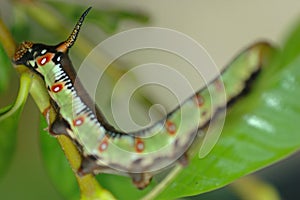 Green caterpillar on leaf