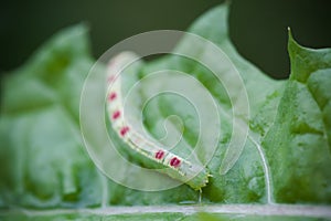 The green caterpillar on a leaf