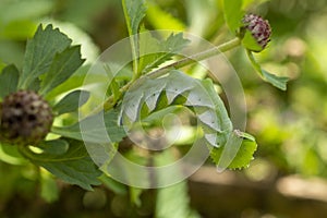 Green caterpillar leaf camouflage in focus