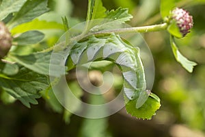 Green caterpillar leaf camouflage in focus