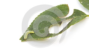 Green caterpillar on a leaf