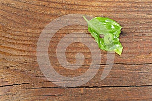 Green caterpillar on a leaf and a wooden table