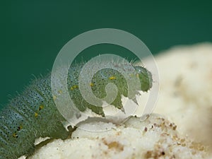 Green caterpillar leaning forward