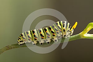 Green caterpillar machaon on dill