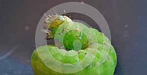 Green Caterpillar - Macro Photography - UK