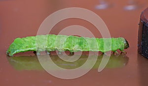 Green Caterpillar - Macro Photography - UK