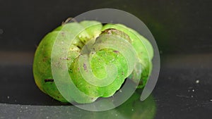 Green Caterpillar - Macro Photography - UK