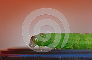 Green Caterpillar - Macro Photography - UK