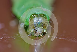 Green Caterpillar - Macro Photography - UK
