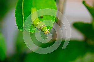 Green caterpillar pest eating on green leaf