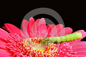 Green Caterpillar on a Pink Flower