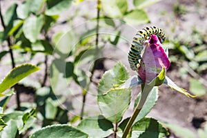 Green caterpillar on a rose