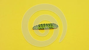 Green caterpillar swallowtail crawls on yellow paper background