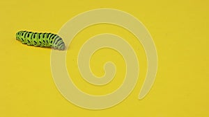 Green caterpillar swallowtail crawls on yellow paper background