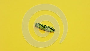 Green caterpillar swallowtail crawls on yellow paper background and crawls out of the frame