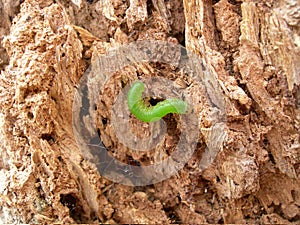 Green Caterpillar on tree